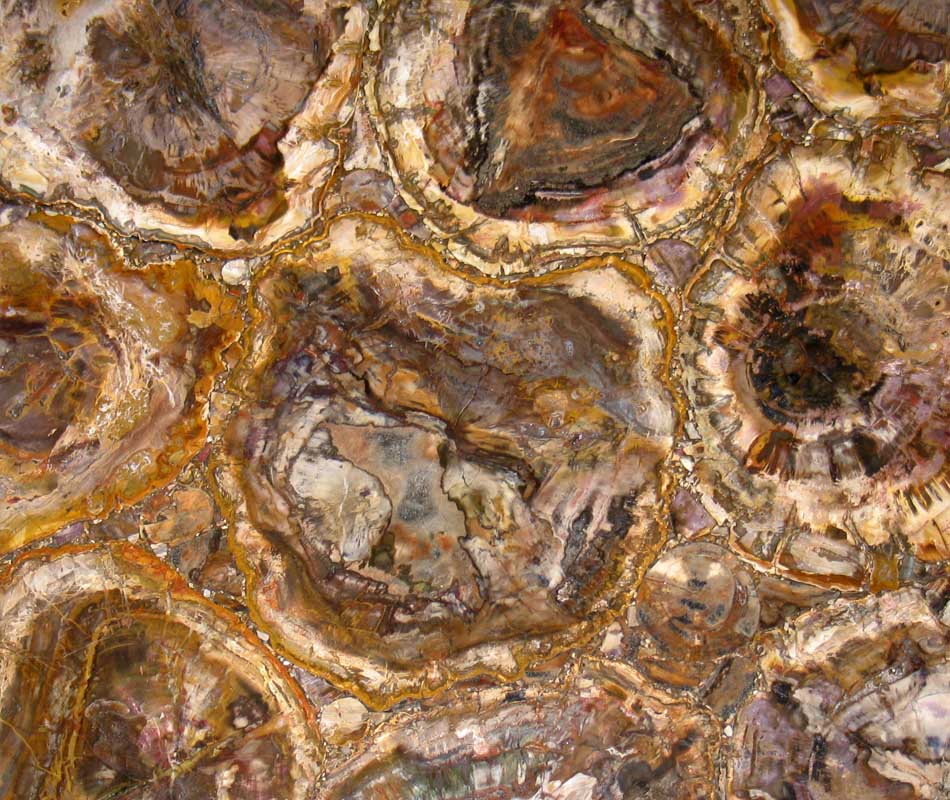 PETRIFIED WOOD GEMSTONE SLAB VIEW